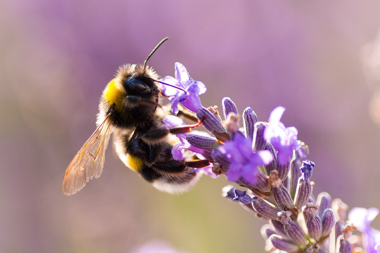  » Une nouvelle étude montre que le glyphosate affecte la flore intestinale des abeilles