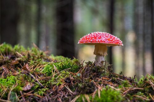  » Néfaste pour les champignons, la pollution menace les forêts auxquelles ils sont associés.
