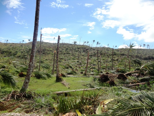  » La production d’huile de palme contribue toujours à la déforestation en Indonésie, alerte Greenpeace