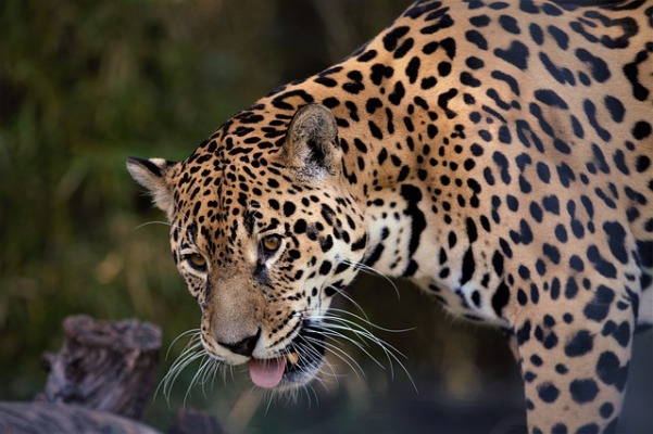  » La faune sauvage continue à décliner à un rythme inquiétant : le WWF tire la sonnette d’alarme