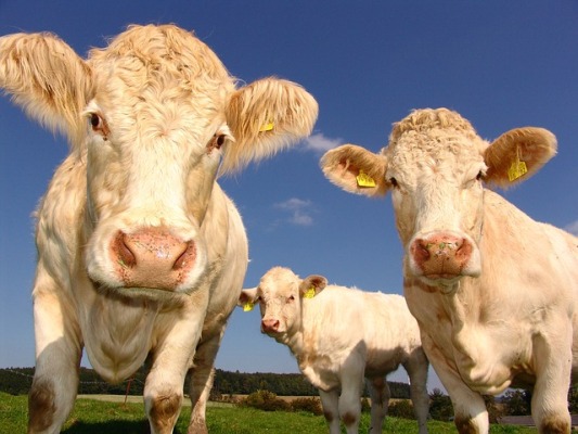  » Un OGM interdit en Europe retrouvé dans plusieurs tonnes d’aliments pour animaux d’élevage