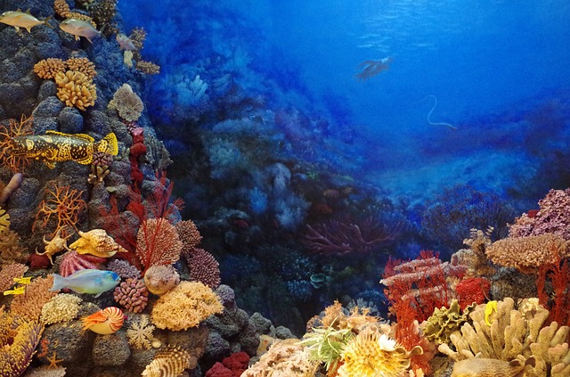  » La Grande Barrière de Corail, un récif en perdition