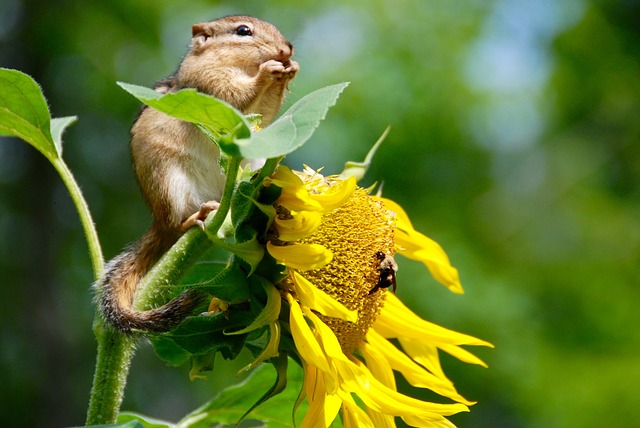  » Près d’un million d’espèces de la biodiversité menacées d’extinction