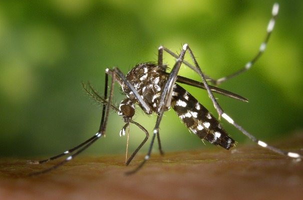  » Le moustique tigre est implanté dans 51 départements