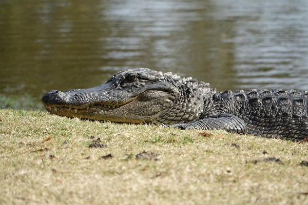  » Un alligator a pris ses quartiers dans un étang à Chicago