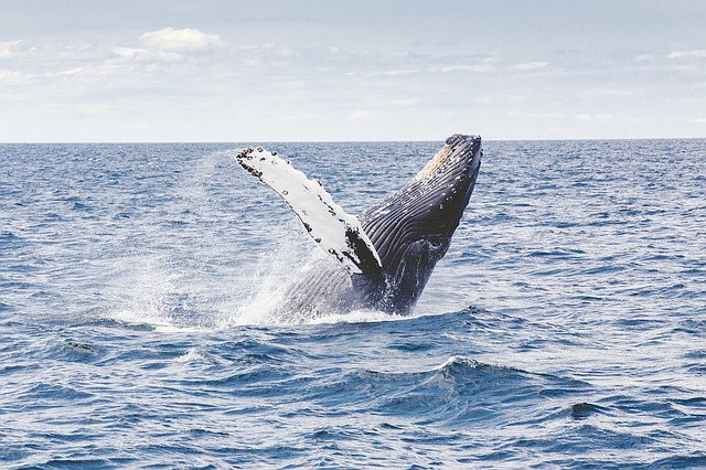  » Le Japon relance officiellement la chasse à la baleine à visée commerciale