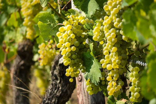  » Une baisse de la production viticole déjà annoncée pour 2019