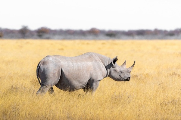  » Dernier espoir pour le rhinocéros blanc du Nord