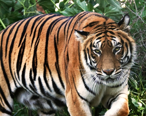  » Plus de 80 tigres sont morts après avoir été confisqués à un temple bouddhiste en Thaïlande