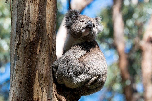  » Le gouvernement australien alloue 34 millions de dollars pour la sauvegarde de la faune sauvage