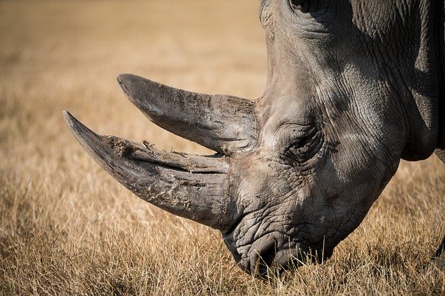  » Les rhinocéros menacés par une bactérie résistante aux antibiotiques