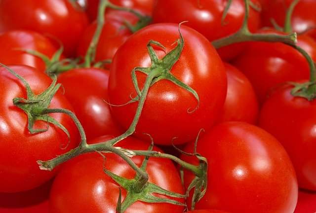  » Un nouveau virus menace les productions de tomates, de poivrons et de piments en France